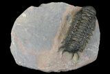 Bargain, Uncommon Crotalocephalus Trilobite - Atchana, Morocco #171517-2
